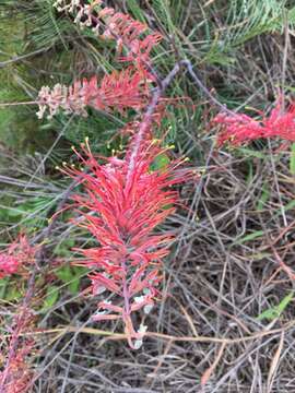 Image of Grevillea dryandri subsp. dryandri