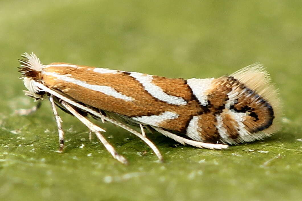 Image of Phyllonorycter cerasicolella (Herrich-Schäffer 1855)