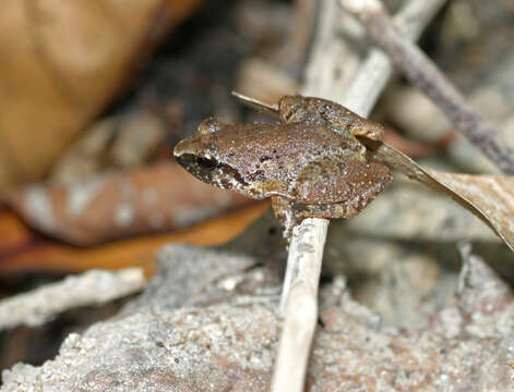 Image of Hasche's Frog