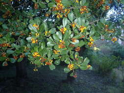 صورة Pittosporum viridiflorum Sims