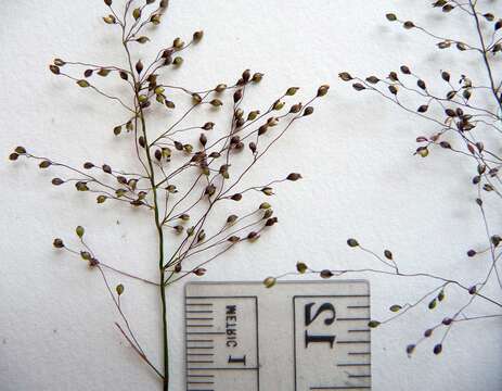 Image of Lindheimer panicgrass