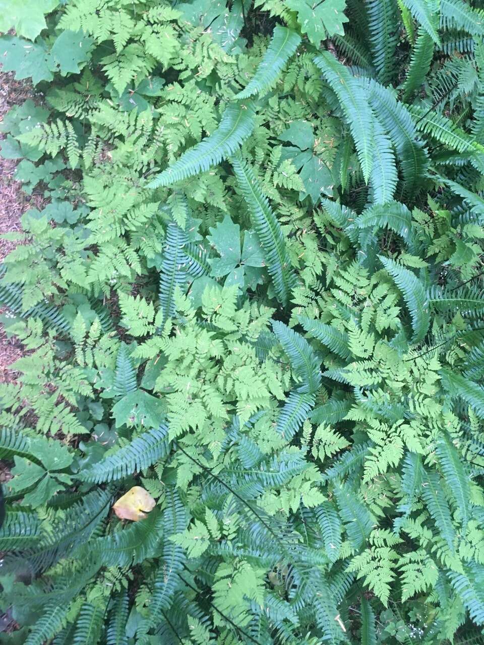 Image of Pacific oak-fern