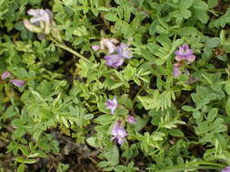 Image of Bodin's Milk-Vetch