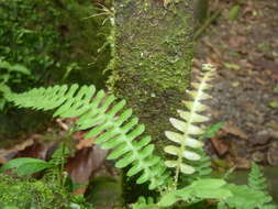 Image of Narrow-Leaf Mid-Sorus Fern