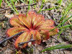 Image of Drosera rosulata Lehm.