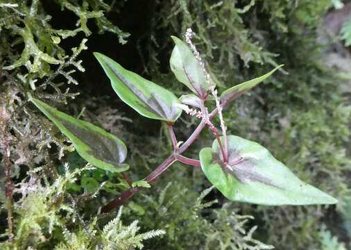 Plancia ëd Peperomia paradoxa Diels