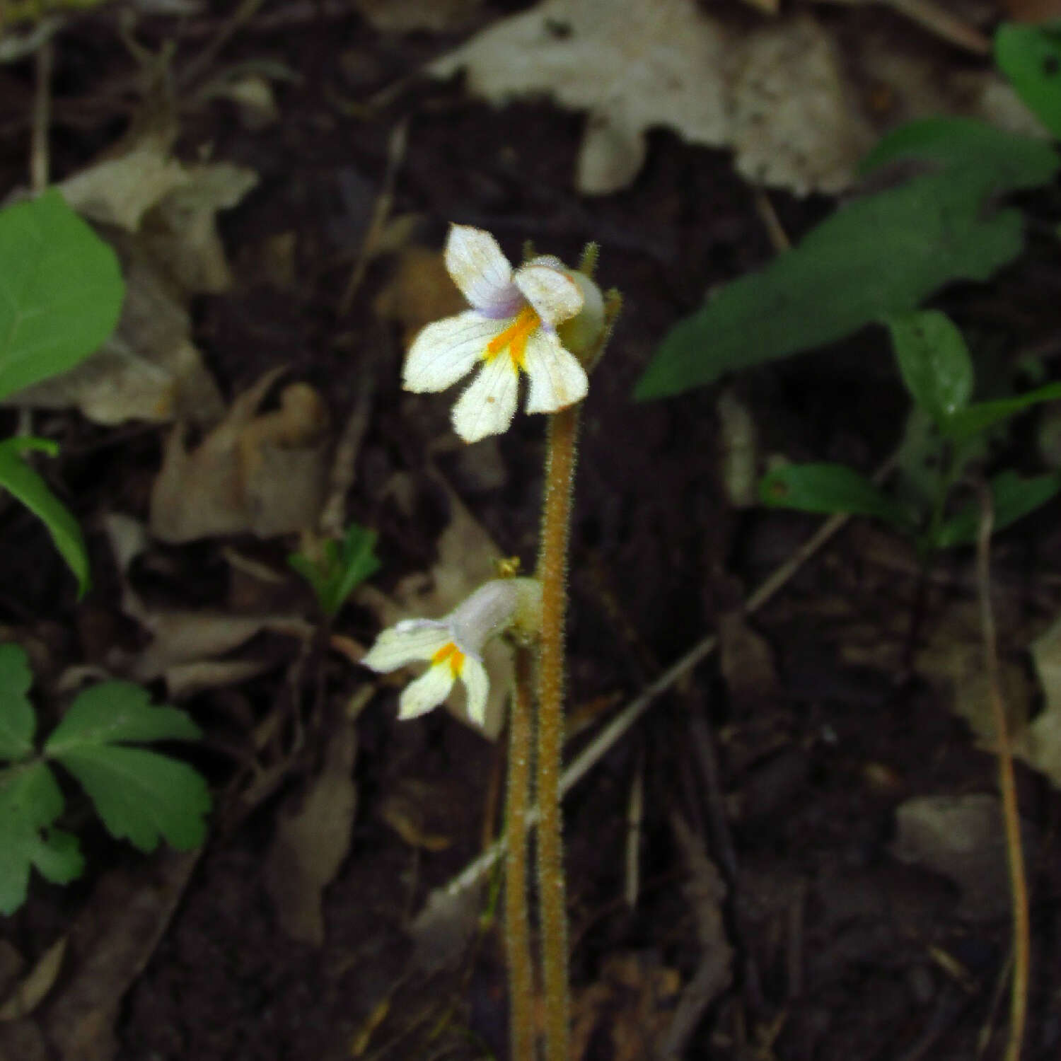 Image de Aphyllon uniflorum (L.) Torr. & A. Gray