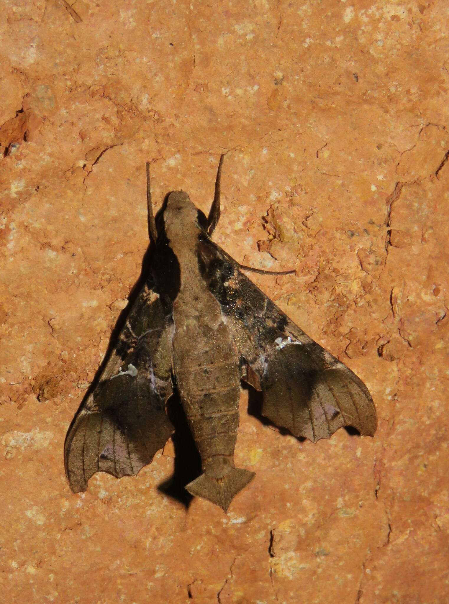 Image of Callionima denticulata (Schaus 1895)