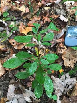 Plancia ëd Berberis canadensis Miller