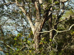 Image of Catalina ironwood