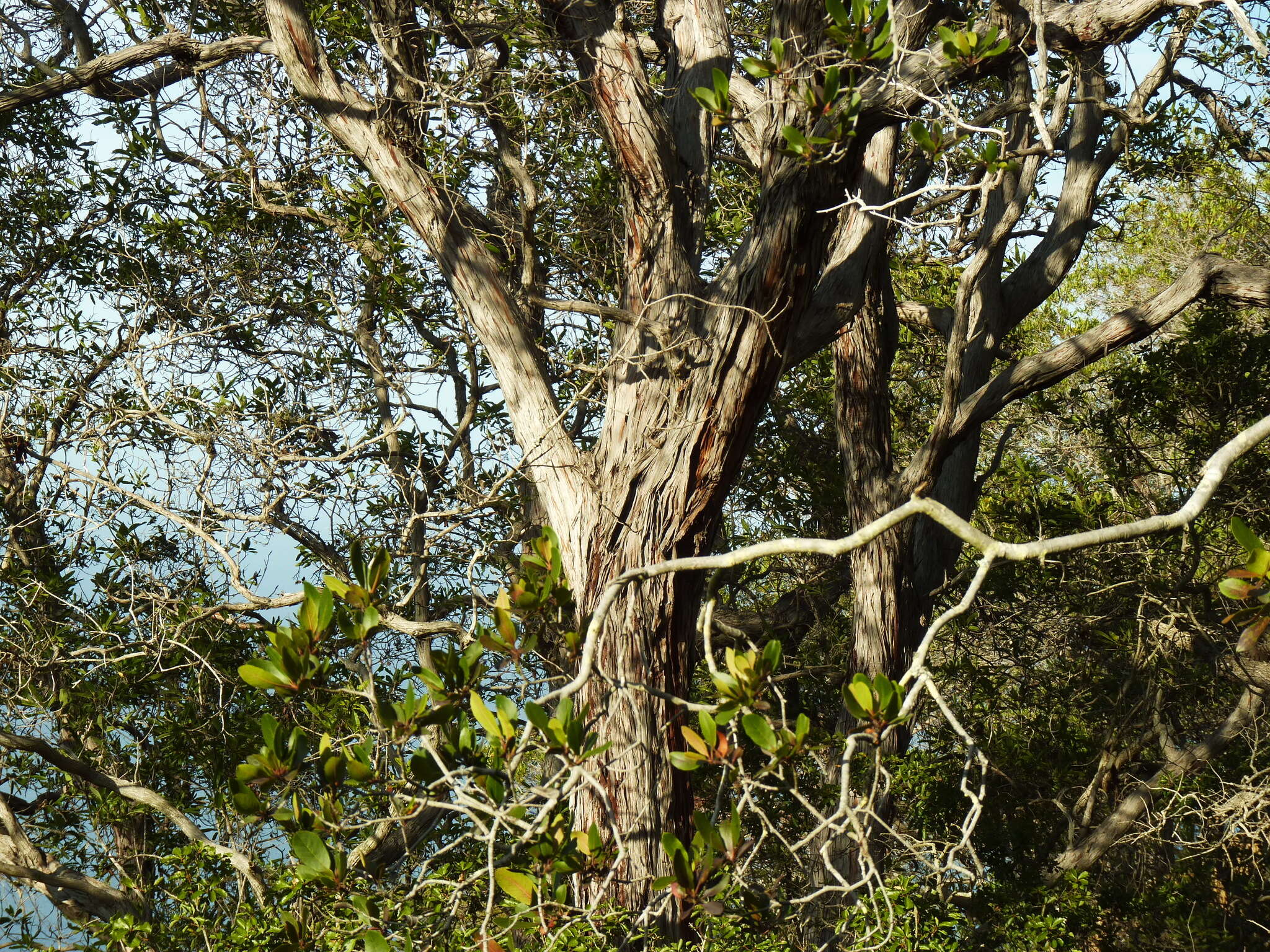 Lyonothamnus floribundus subsp. floribundus的圖片