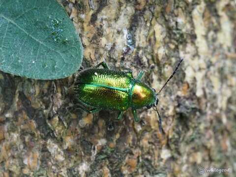 Abirus fortuneii (Baly 1861)的圖片