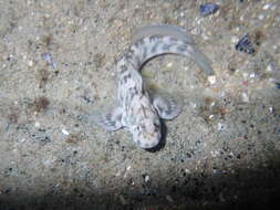 Image of Peacock Rockskipper