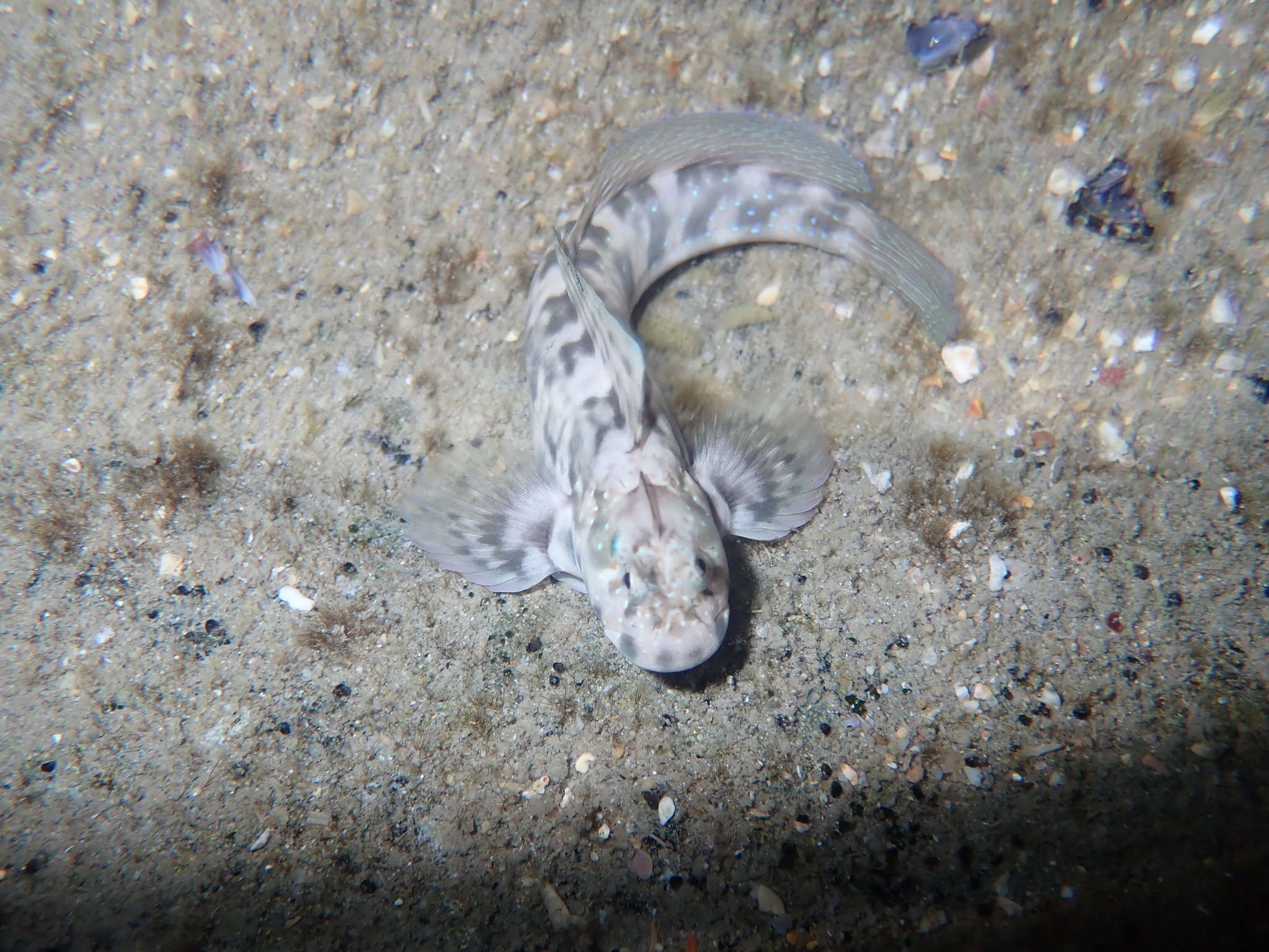 Image of Peacock Rockskipper