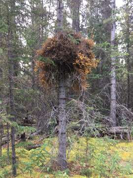 Image de Chrysomyxa arctostaphyli Dietel 1894