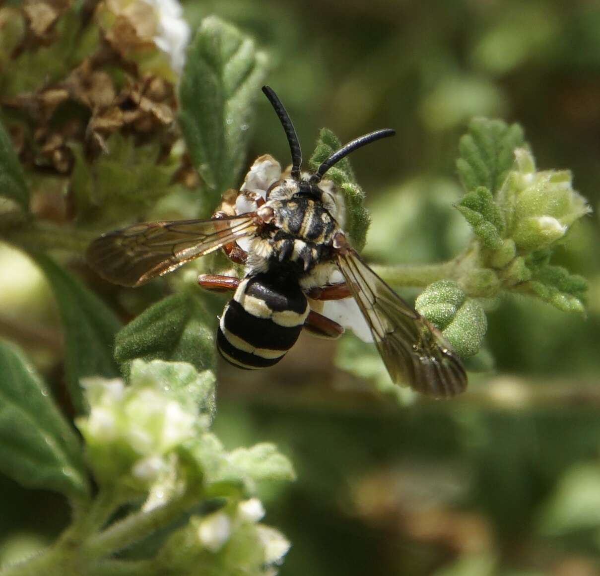 صورة Brachymelecta haitensis (Michener 1948) Jag