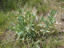 Image of Cerinthe minor subsp. auriculata (Ten.) Domac