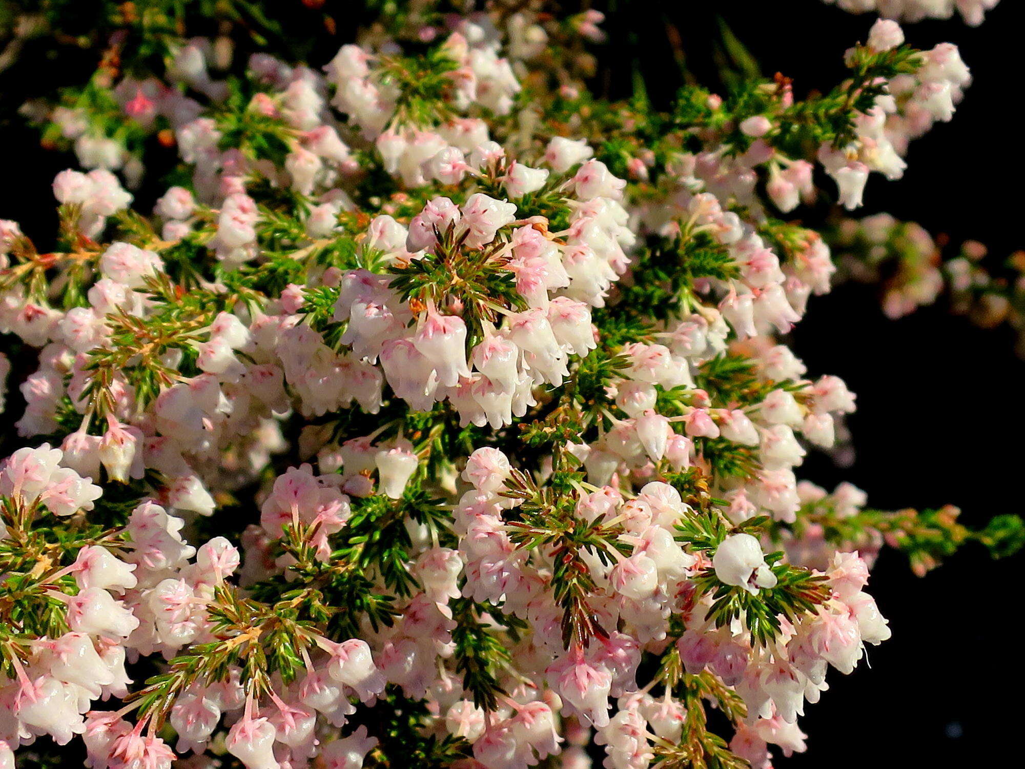 Image of Erica glomiflora var. glomiflora