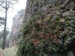 Image of Juniperus monticola subsp. compacta