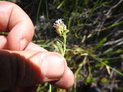 Image de Lobelia jasionoides (A. DC.) E. Wimm.