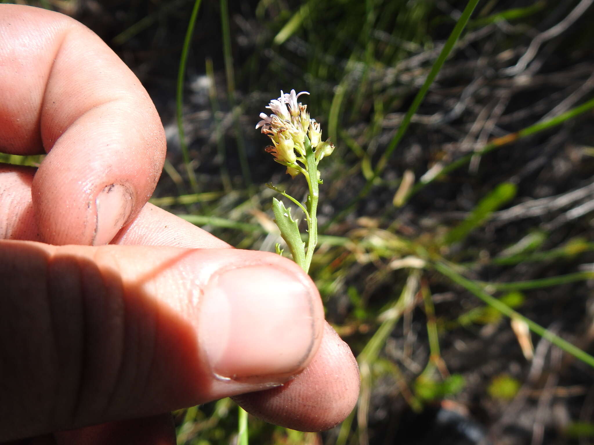 Image de Lobelia jasionoides (A. DC.) E. Wimm.