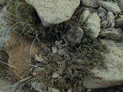 Image of Pimelea prostrata subsp. prostrata