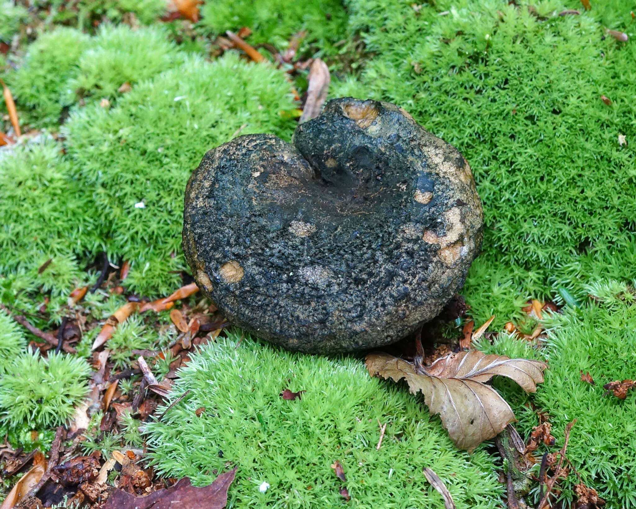 Слика од Lactarius atroviridis Peck 1889