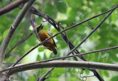 Image of Olive-backed Euphonia