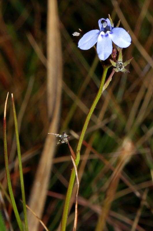 Image de Lobelia flaccida subsp. flaccida