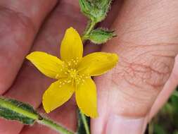 Image of Hypericum pubescens Boiss.