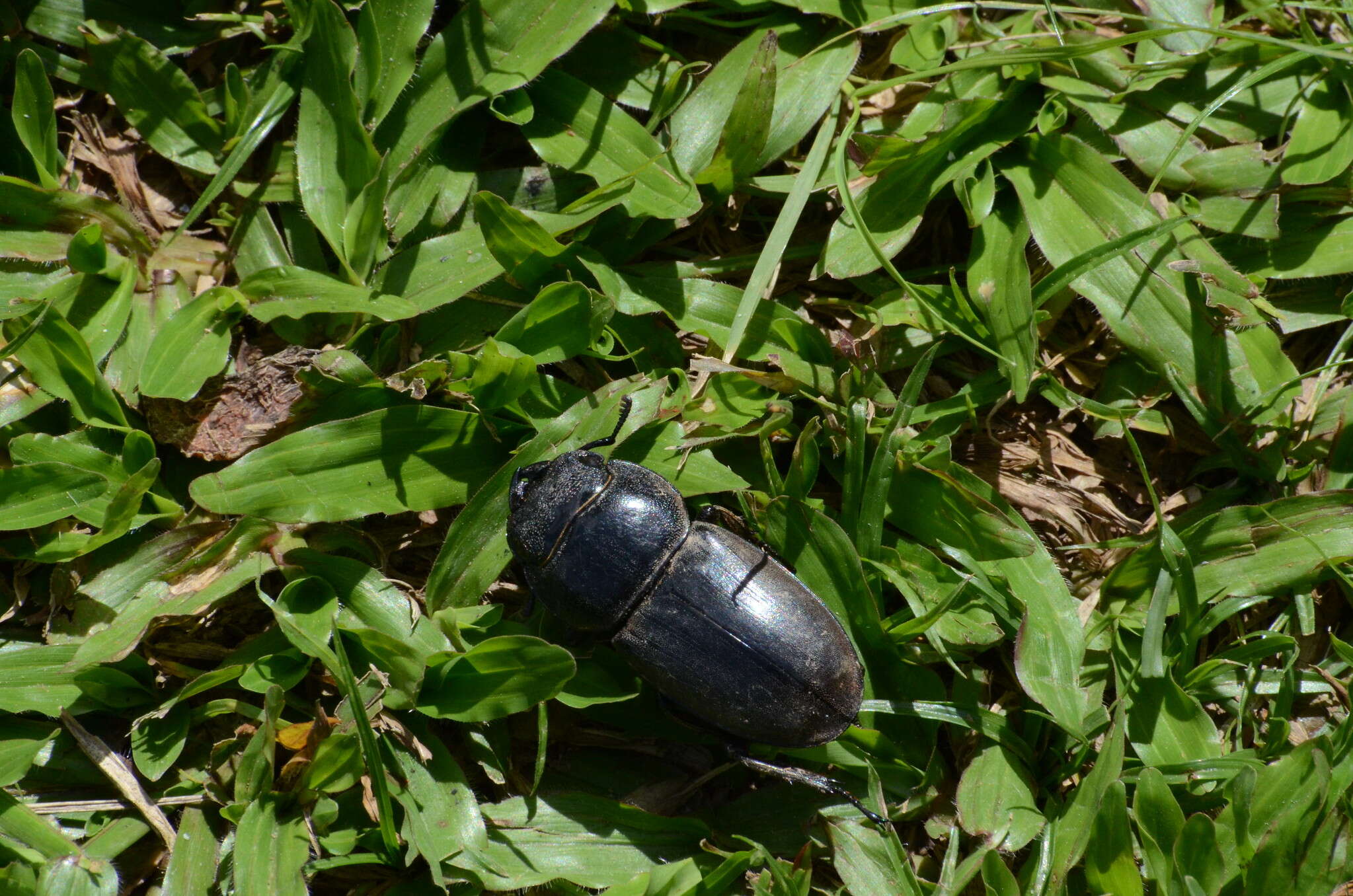 Image of Serrognathus titanus nobuyukii (Fujita 2010)