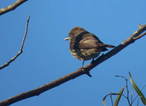 Image of Blue-billed Black Tyrant