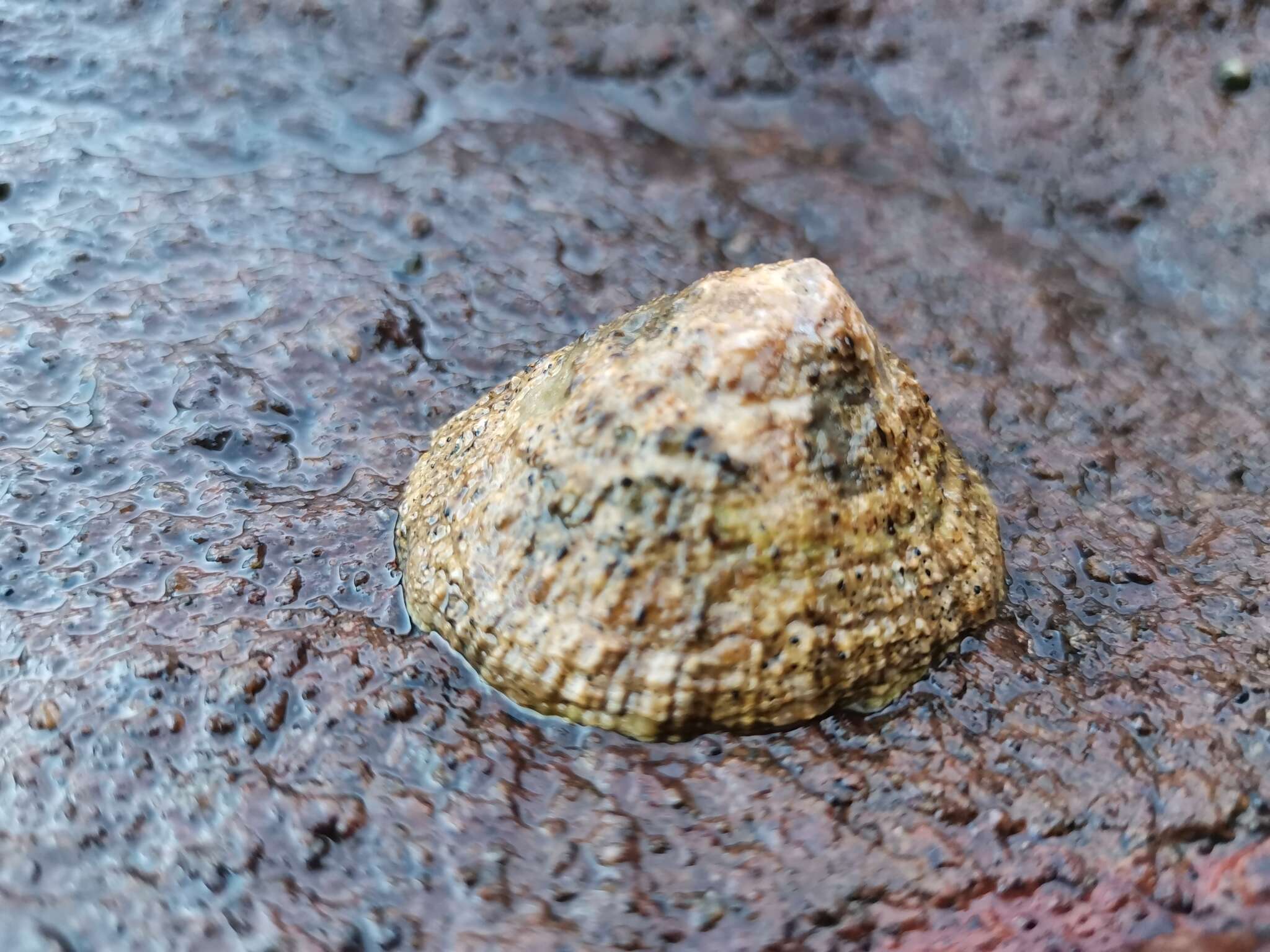 Image of Rustic Limpet