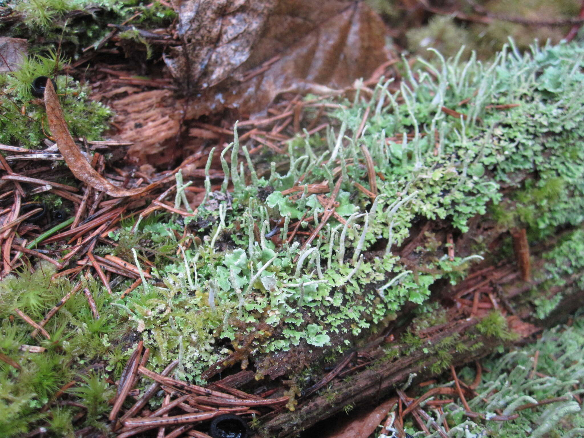 Слика од Cladonia ochrochlora Flörke