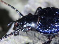 Carabus (Megodontus) exaratus Quensel ex Schönherr 1806 resmi