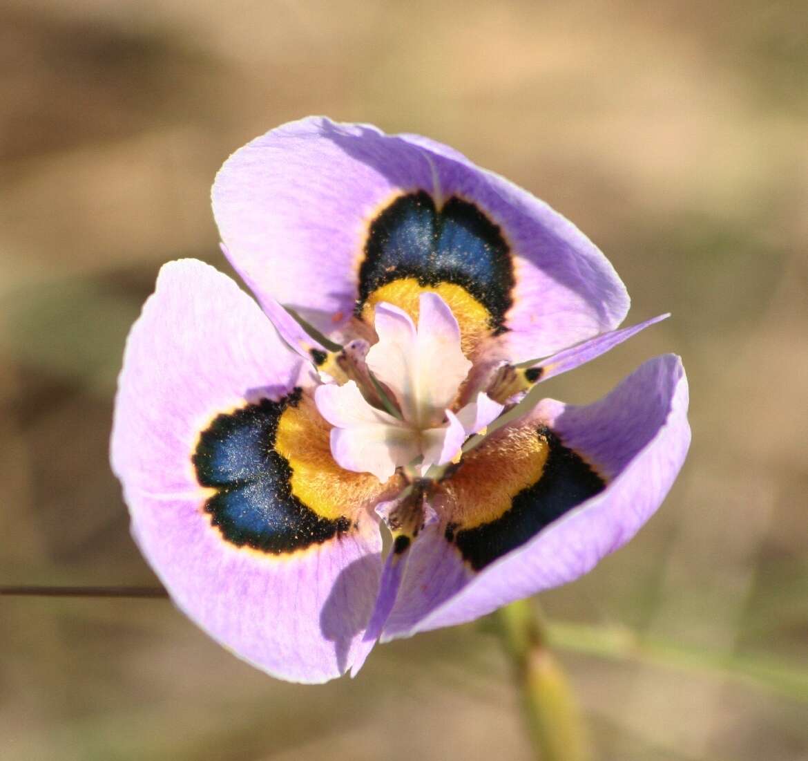 Image of Peacock moraea