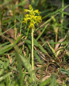 Image of Habenaria marginata Colebr.