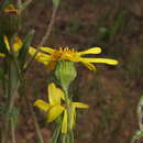 Image of Senecio brunonianus Hook. & Arn.