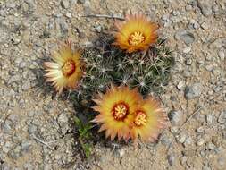 Image of pineapple cactus