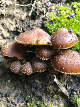 Image of Psathyrella echinata (Cleland) Grgur. 1997