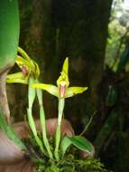 Image of Maxillaria crocea Lindl.