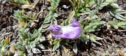 Image of Astragalus uniflorus (Dombey) DC.