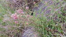 Image of Eupatorium formosanum Hayata