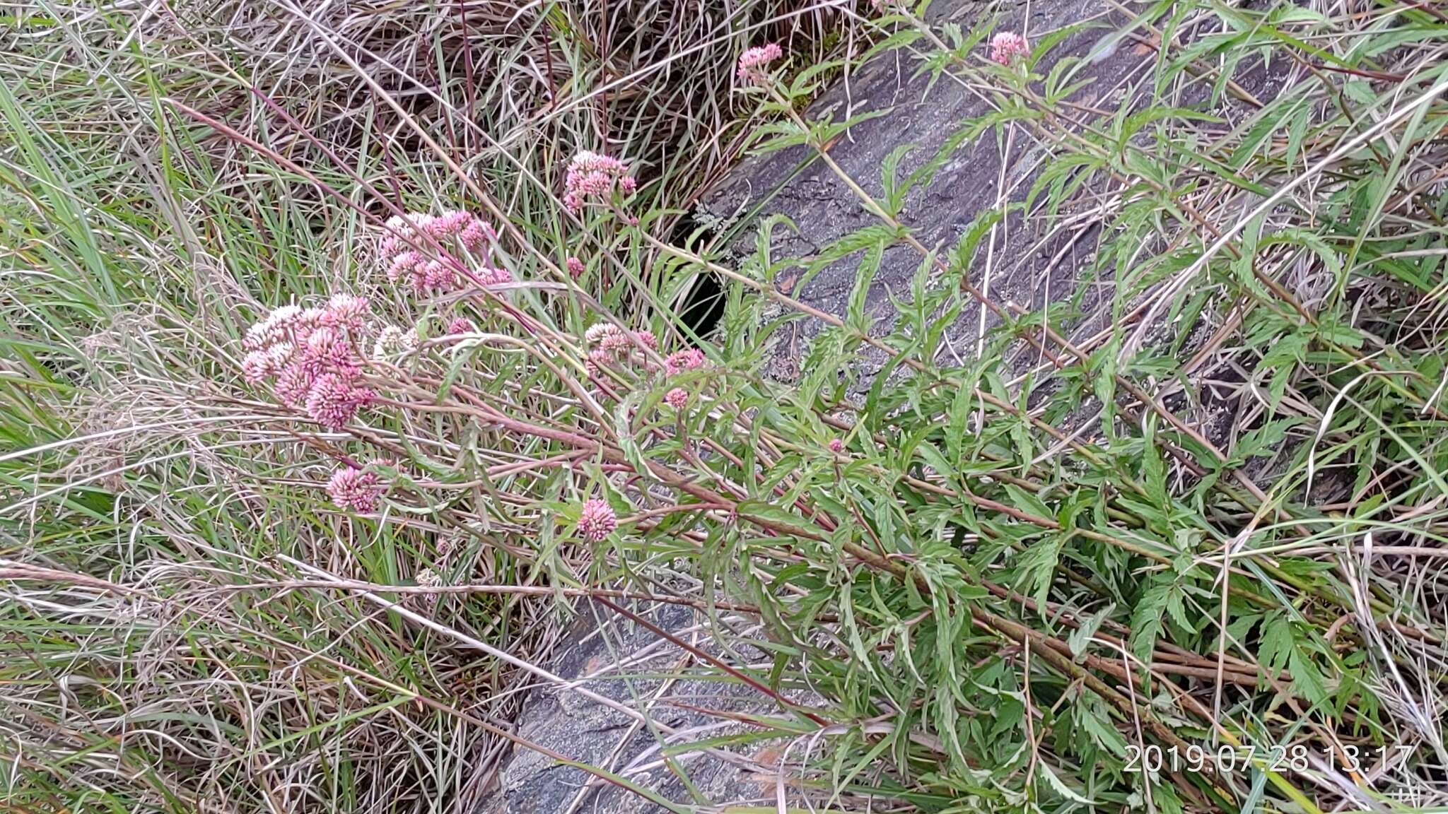 Image of Eupatorium formosanum Hayata