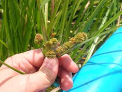 Image of Cuban-Bulrush