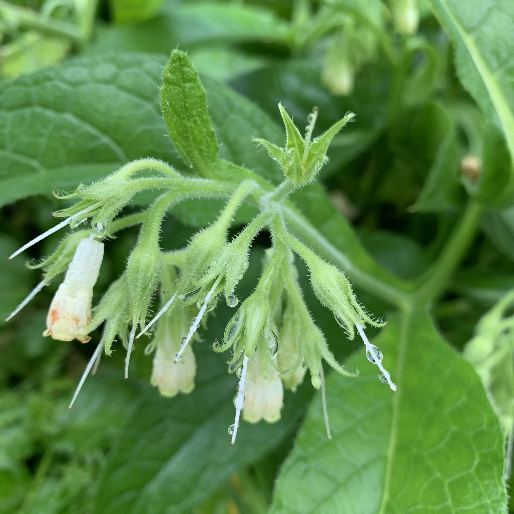 Symphytum officinale subsp. bohemicum (F. W. Schmidt) Celak.的圖片