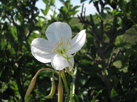 Plancia ëd Oenothera nuttallii Torr. & Gray