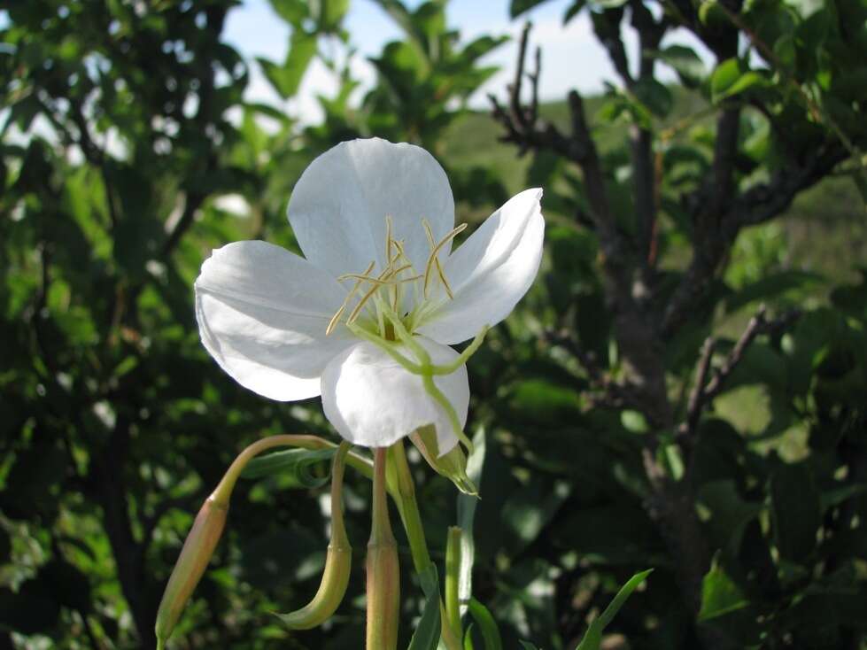 Plancia ëd Oenothera nuttallii Torr. & Gray