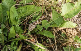 صورة Vipera ammodytes montandoni Boulenger 1904