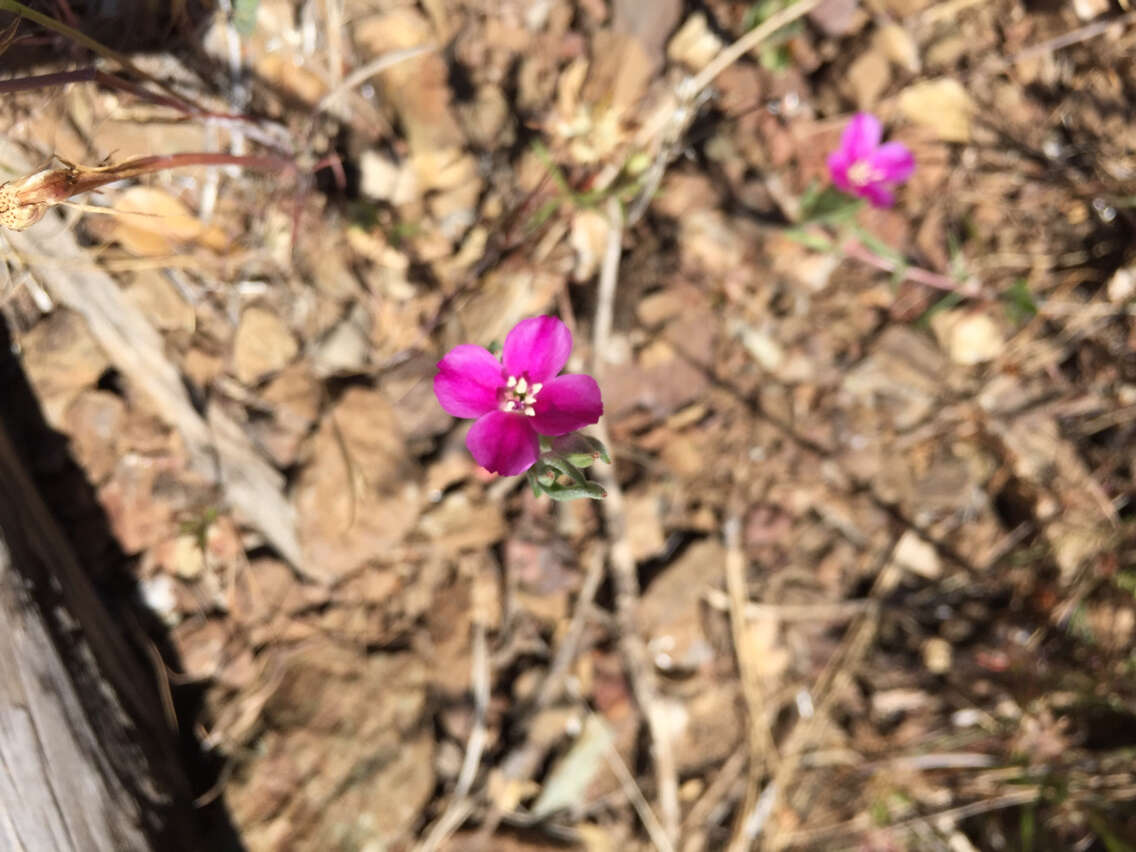 Image of winecup clarkia